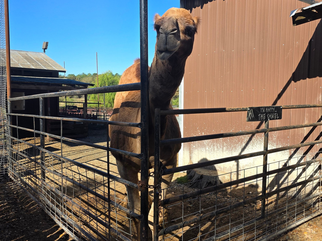Hochatown Petting Zoo-Broken Bow必去景点