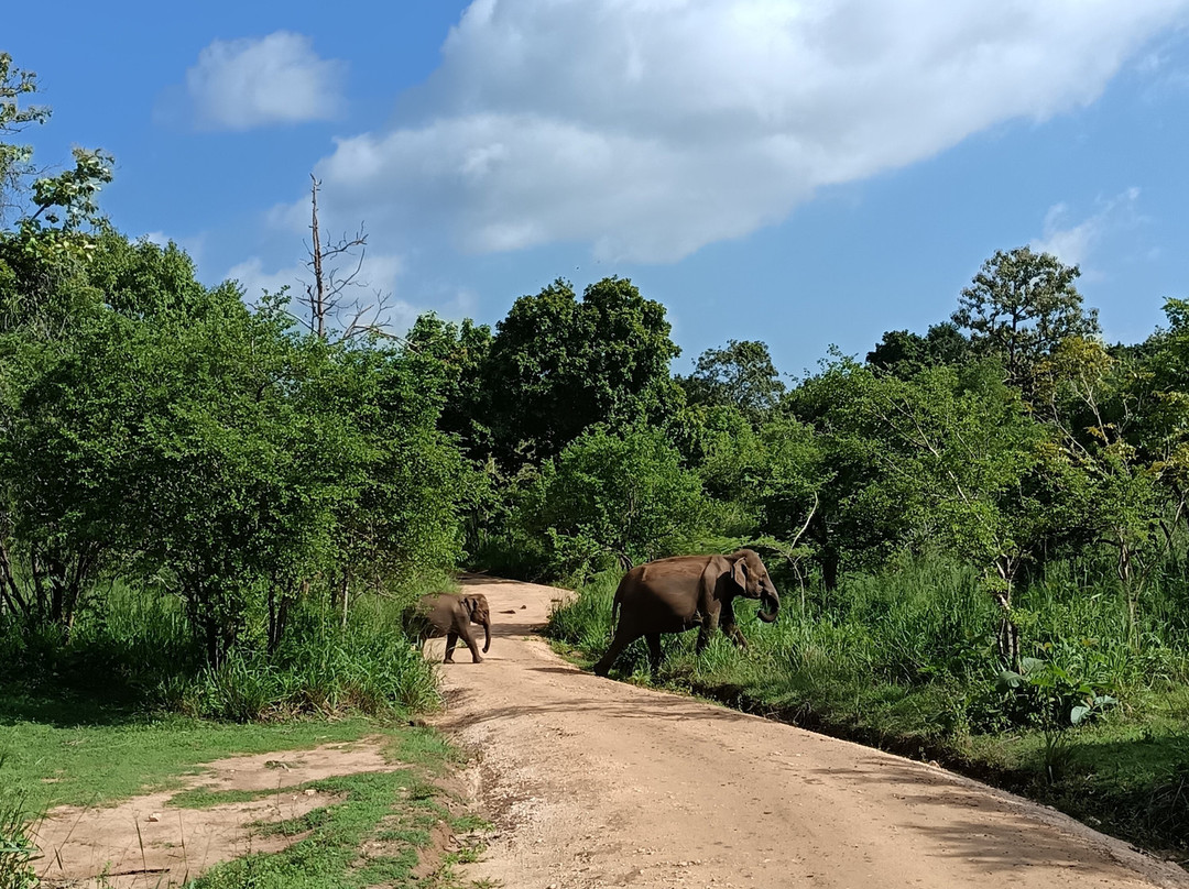 Safari With Asanka-锡吉里亚必去景点