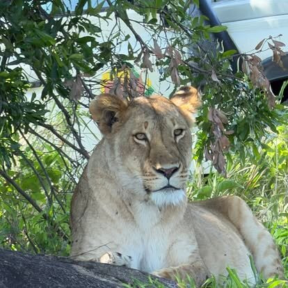 Thomson Safaris-塞伦盖蒂国家公园必去景点