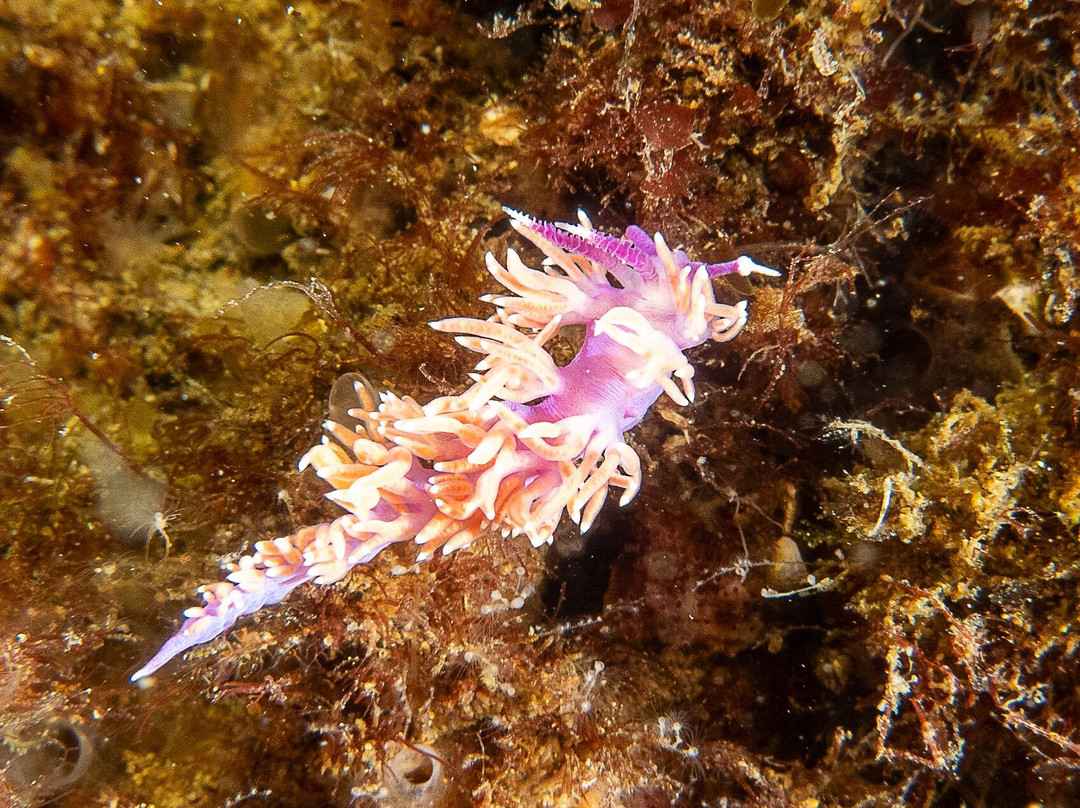 Diving With Nic-米哈斯必去景点