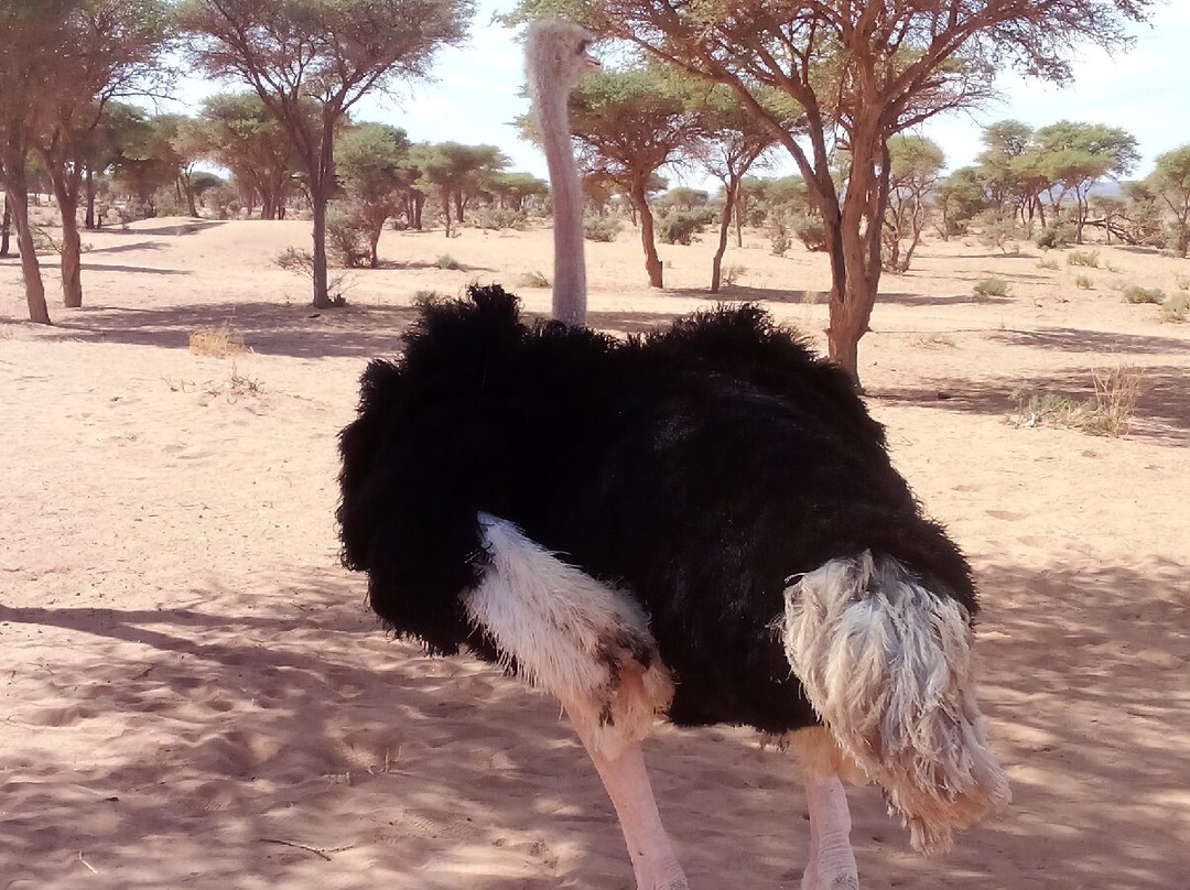tajinedudesert-Foum Zguid必去景点