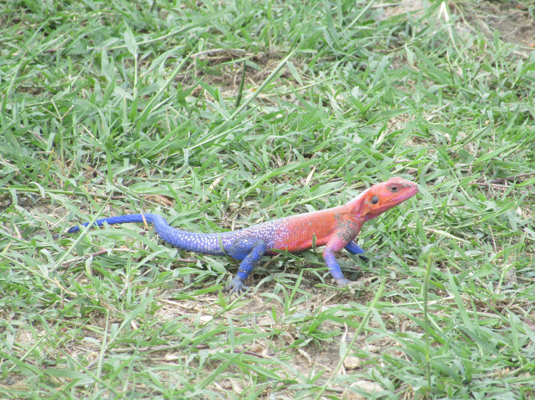 Join African  Savanah-Karen必去景点