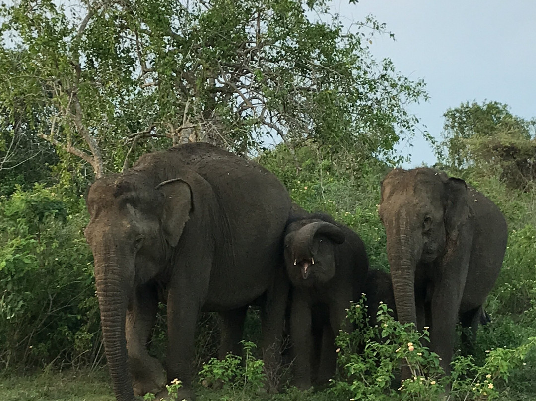 Bundala Safari-Hambantota必去景点