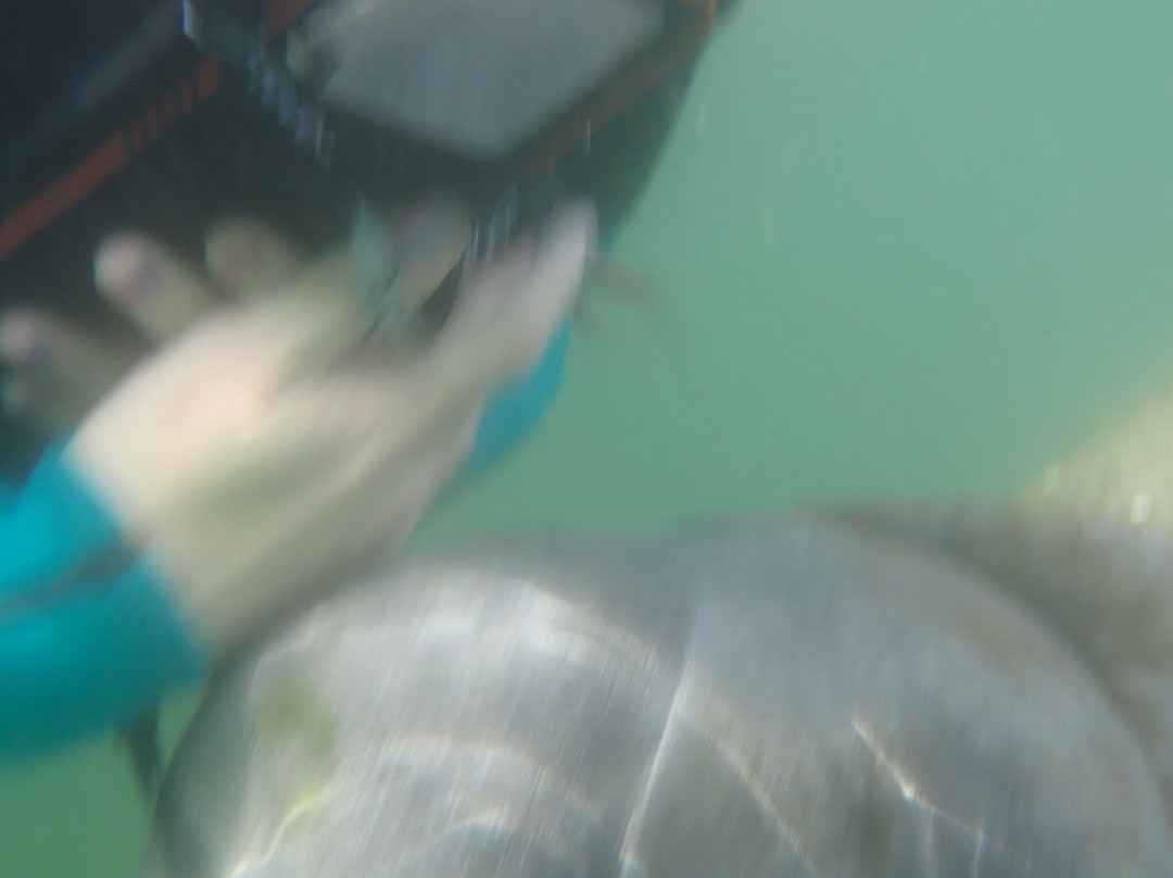 Crystal River-克里斯特尔里弗必去景点