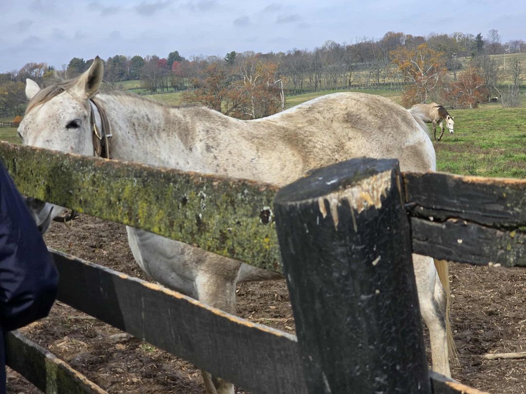 Mill Ridge Farm-列克星敦必去景点