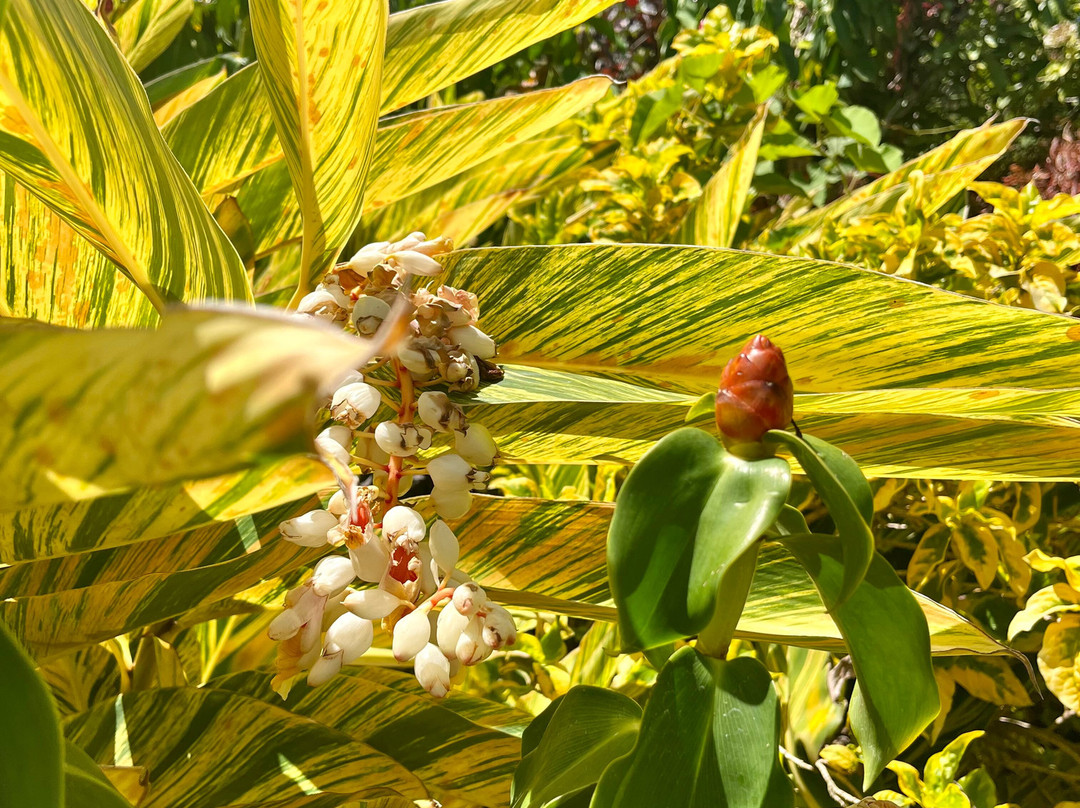 Domaine Du Cafe Grille-留尼旺圣皮耶必去景点