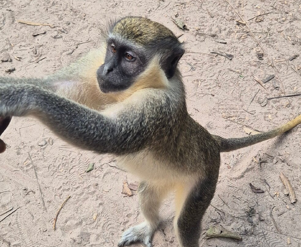 Monkey Park Senegambia-塞瑞库达必去景点