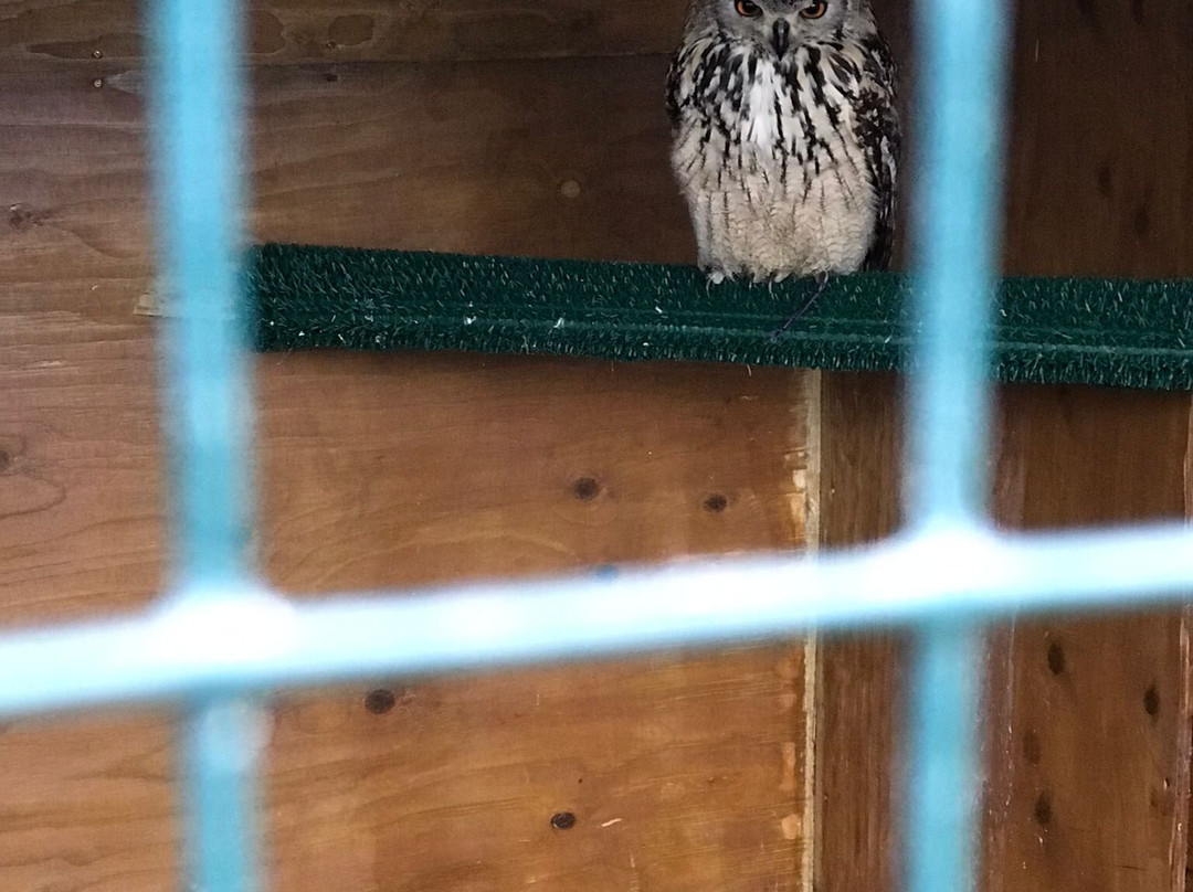 Devon Bird of Prey Centre-牛顿阿伯里必去景点
