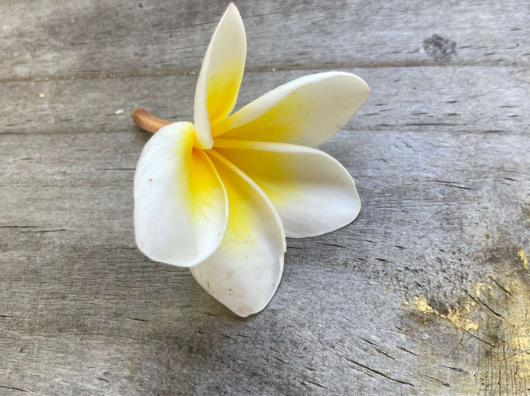 Sea Kayak Adventures-毛里求斯必去景点