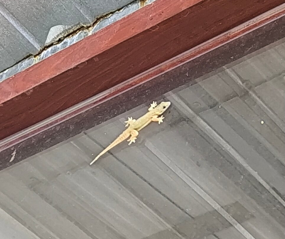 Sonata Resort & Spa主图