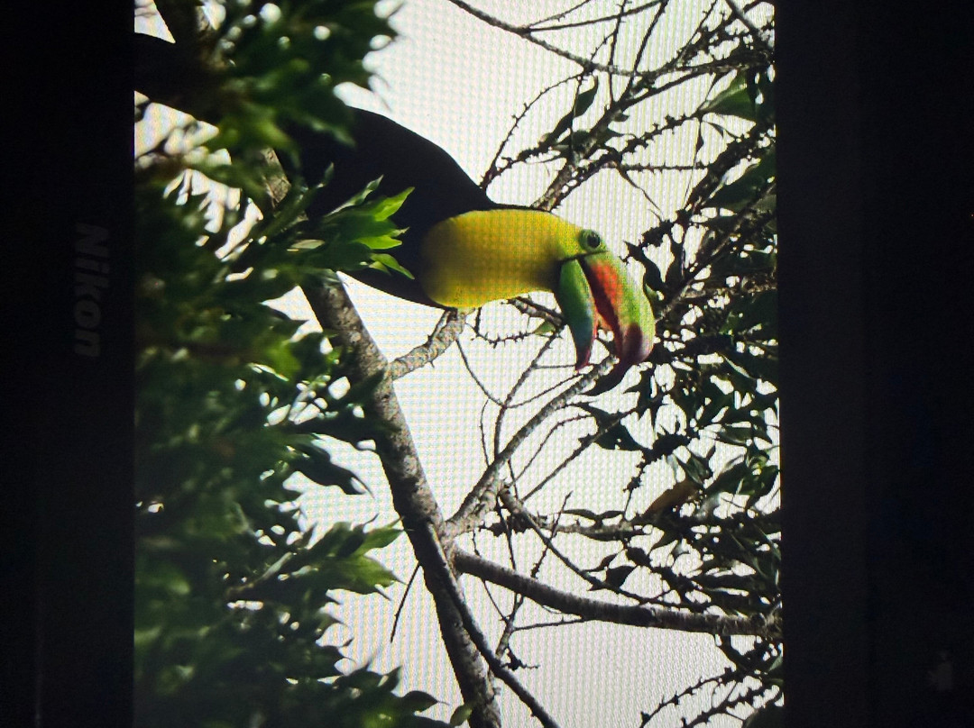 Finca Ecologica San Luis-蒙特沃德必去景点