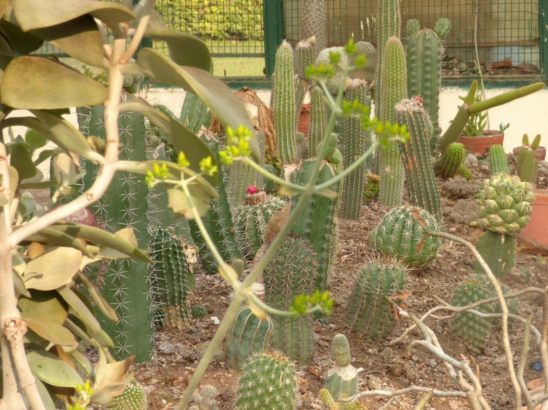 Sarkaria Cactus Garden-Panchkula必去景点