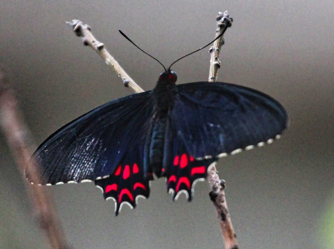 Butterfly World and Fountain World-Wootton必去景点