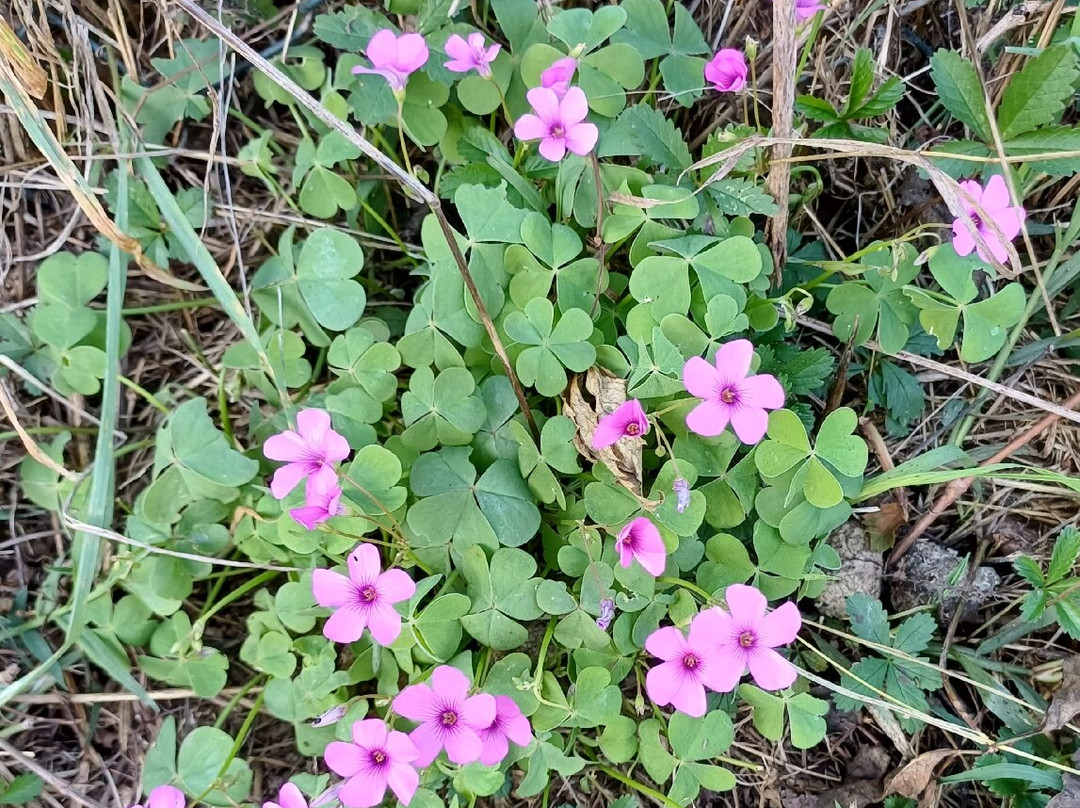 Parco Dei Tigli-切萨诺马代尔诺必去景点