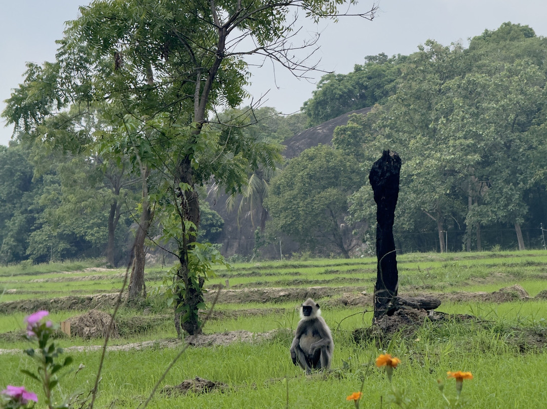Ulpotha Yoga Retreat & Ayurveda Resort-Ulpotha Village必去景点