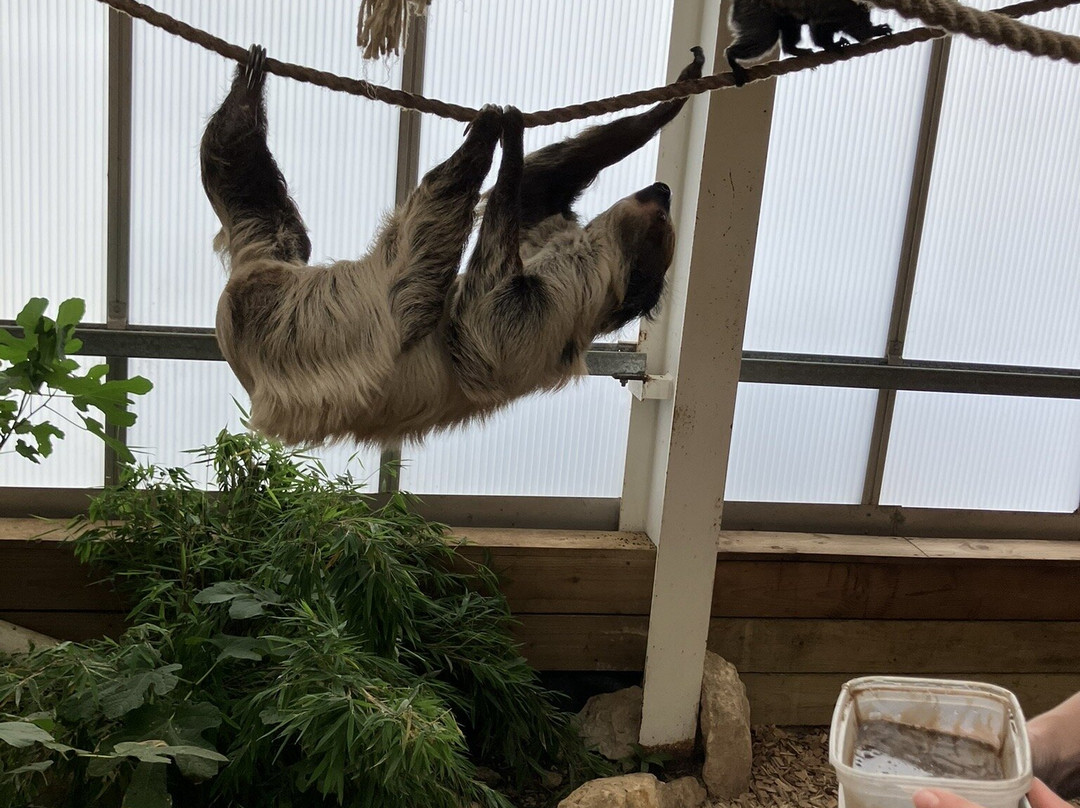 Lincoln Zoo-Newball必去景点