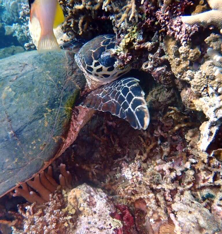 文图拉潜水中心-岛印必去景点