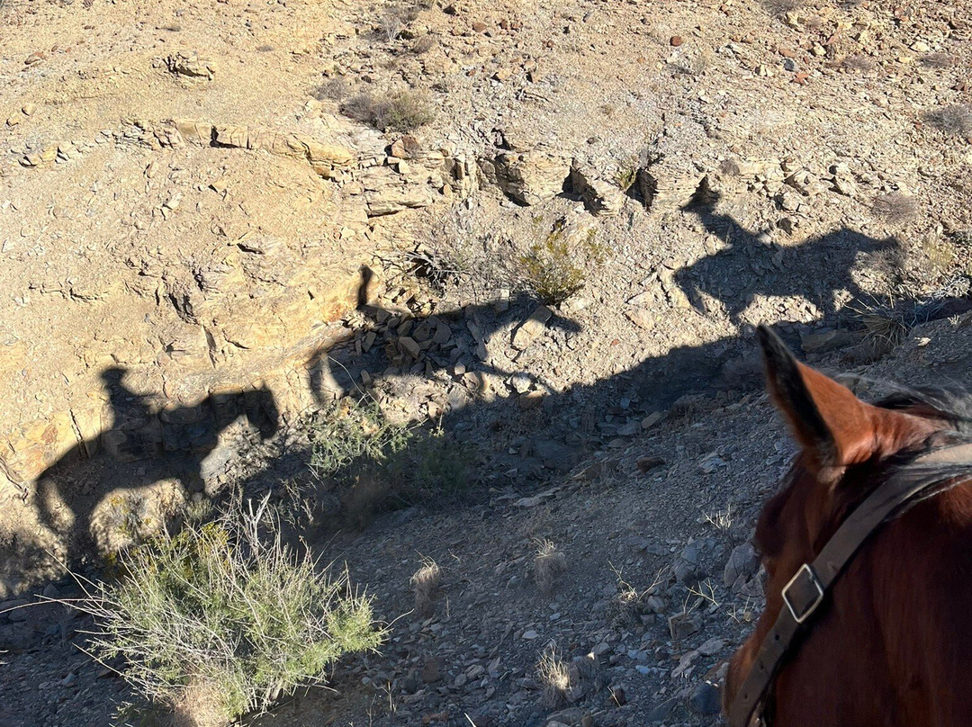 Big Bend & Lajitas Stables-Terlingua必去景点