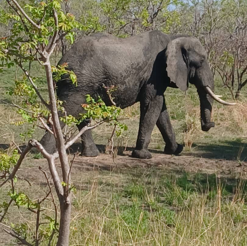 Safari 56 Limited-Dar es Salaam必去景点