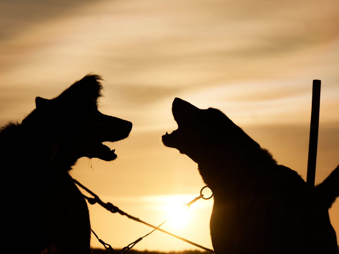 Intothewild-huskytours Sommer-Storslett必去景点