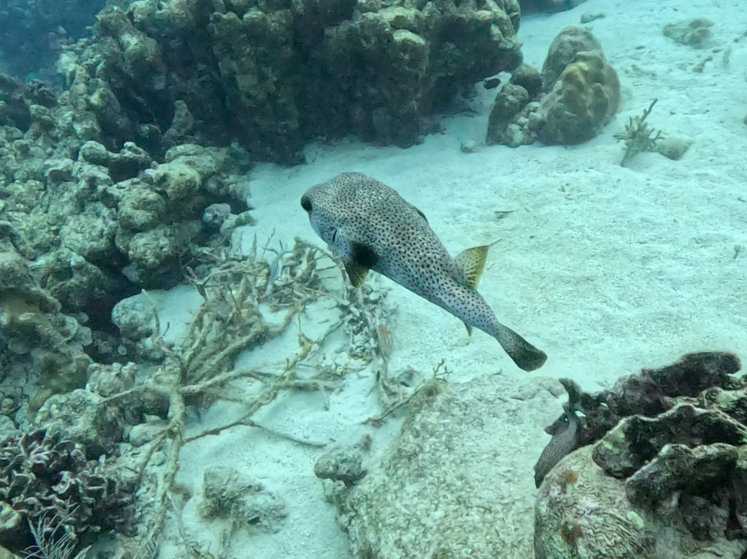 JADS Dive Center-San Nicolas必去景点
