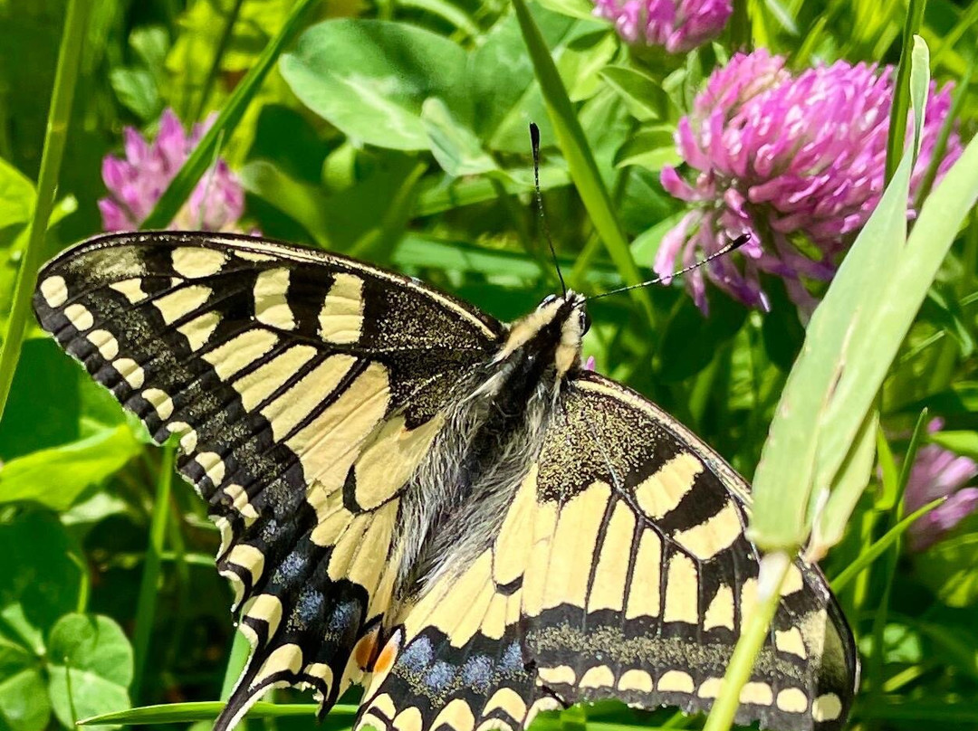 Hochkopfturm-托特瑙必去景点