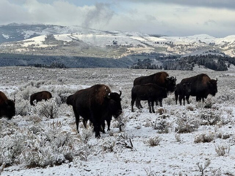 Yellowstone Adventure Tours-西黄石镇必去景点