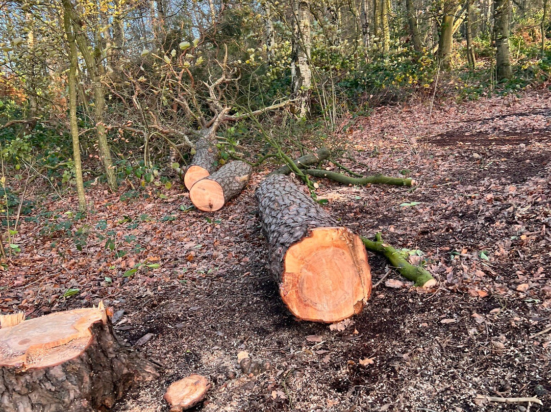Mere Sands Wood Nature Reserve-Rufford必去景点