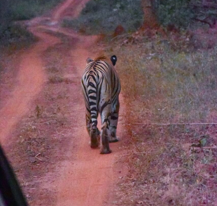 Tathastu Tadoba主图