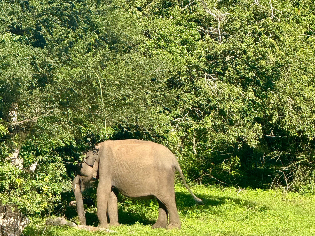 Roshan Safari-蒂瑟默哈拉默必去景点