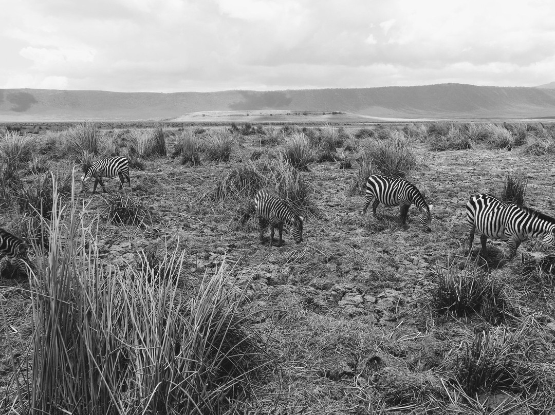 Kimgoni Tanzania Safaris-阿鲁沙必去景点