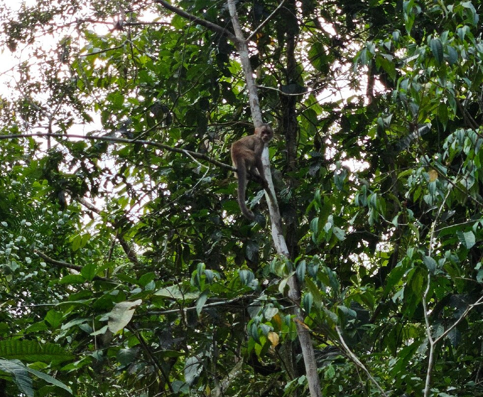 Cuyabeno Dolphin Lodge-Cuyabeno Wildlife Reserve必去景点