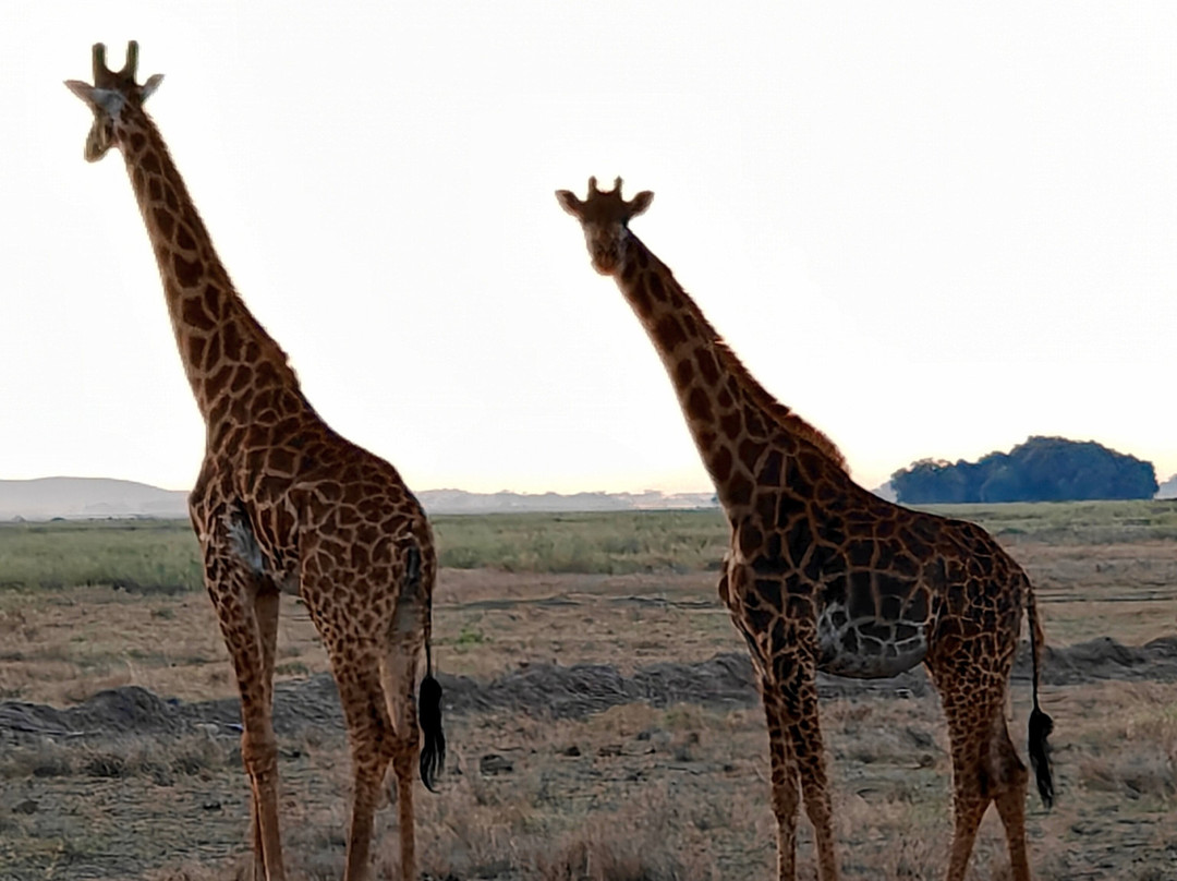 In Kenya con Alessandro - Day Tours-瓦塔木必去景点