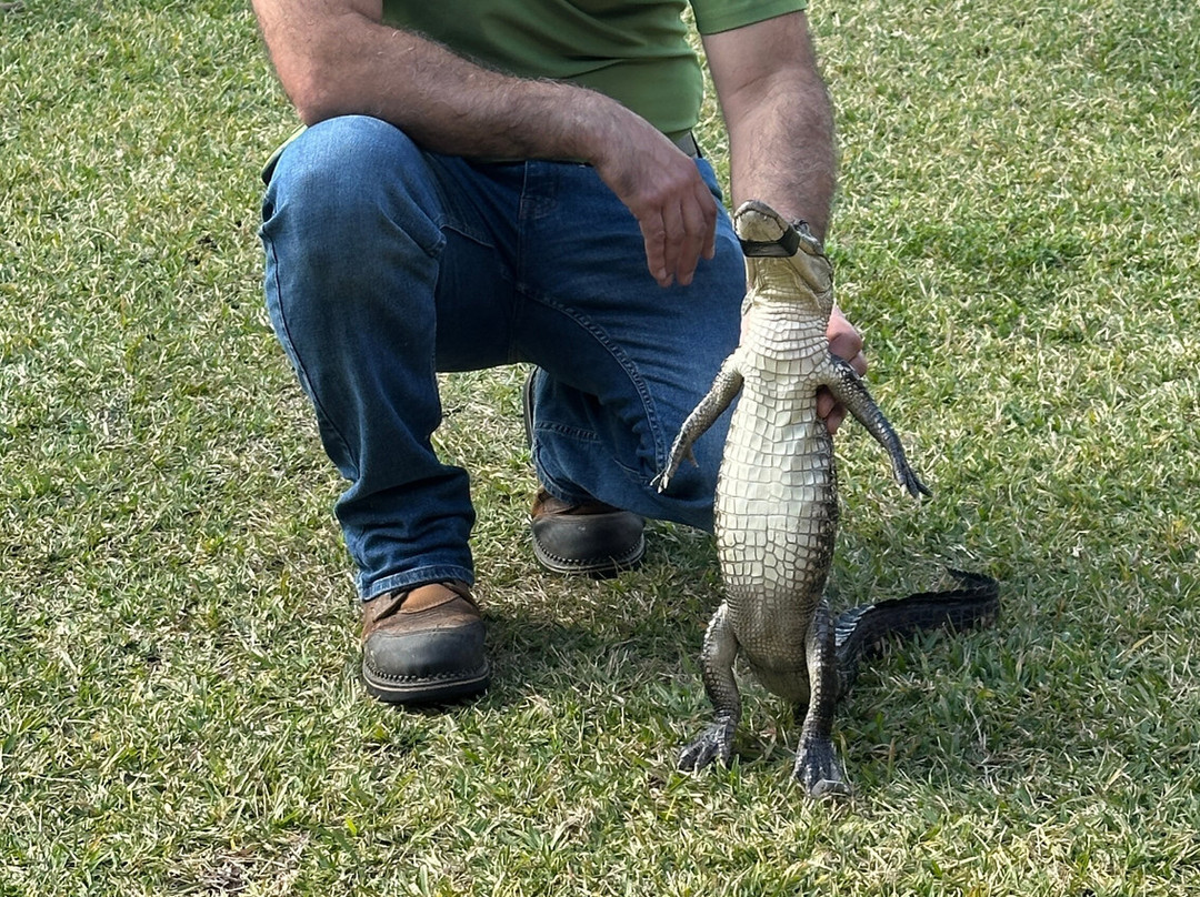 Insta-Gator Ranch & Hatchery-卡温顿必去景点