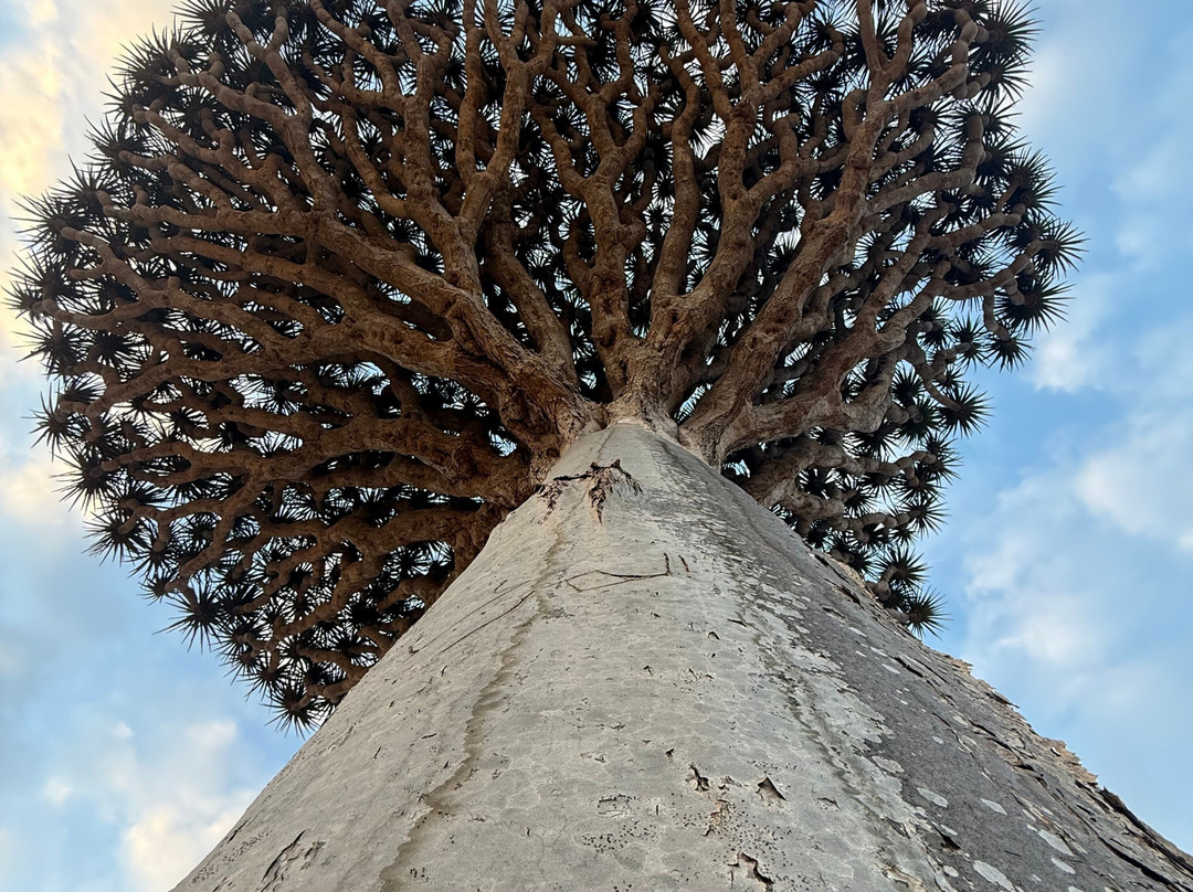 WelcomeToSocotra-索科特拉岛必去景点