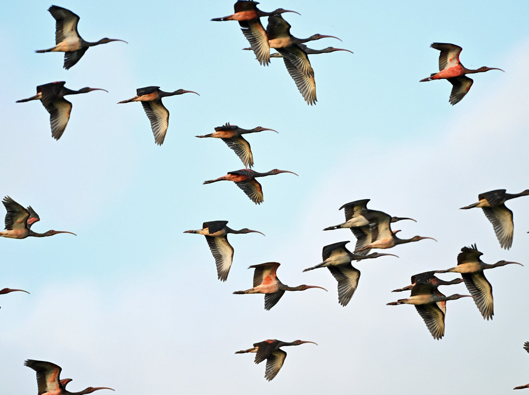 Nariva Swamp-特立尼达必去景点