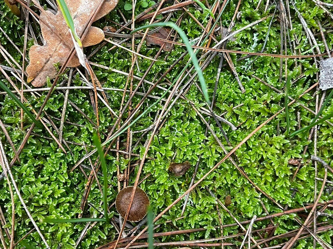 Petrified Forest Lefkimi-Lefkimmi必去景点