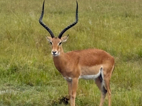 非洲冒险度假-坎帕拉必去景点