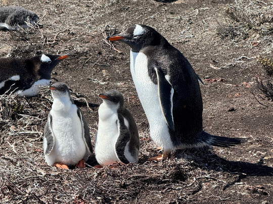 Pebble Island-West Falkland必去景点