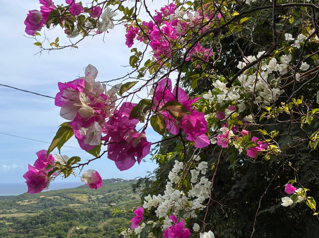 Ecotours Jardin Creole-Le Marin必去景点