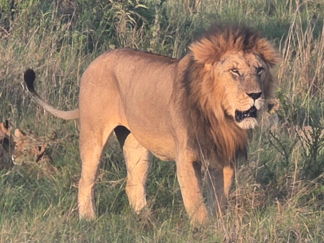 Designer Safari-内罗毕必去景点