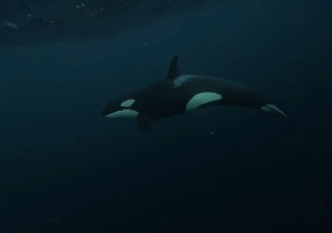 Freediving school - Apneists UK-曼彻斯特必去景点