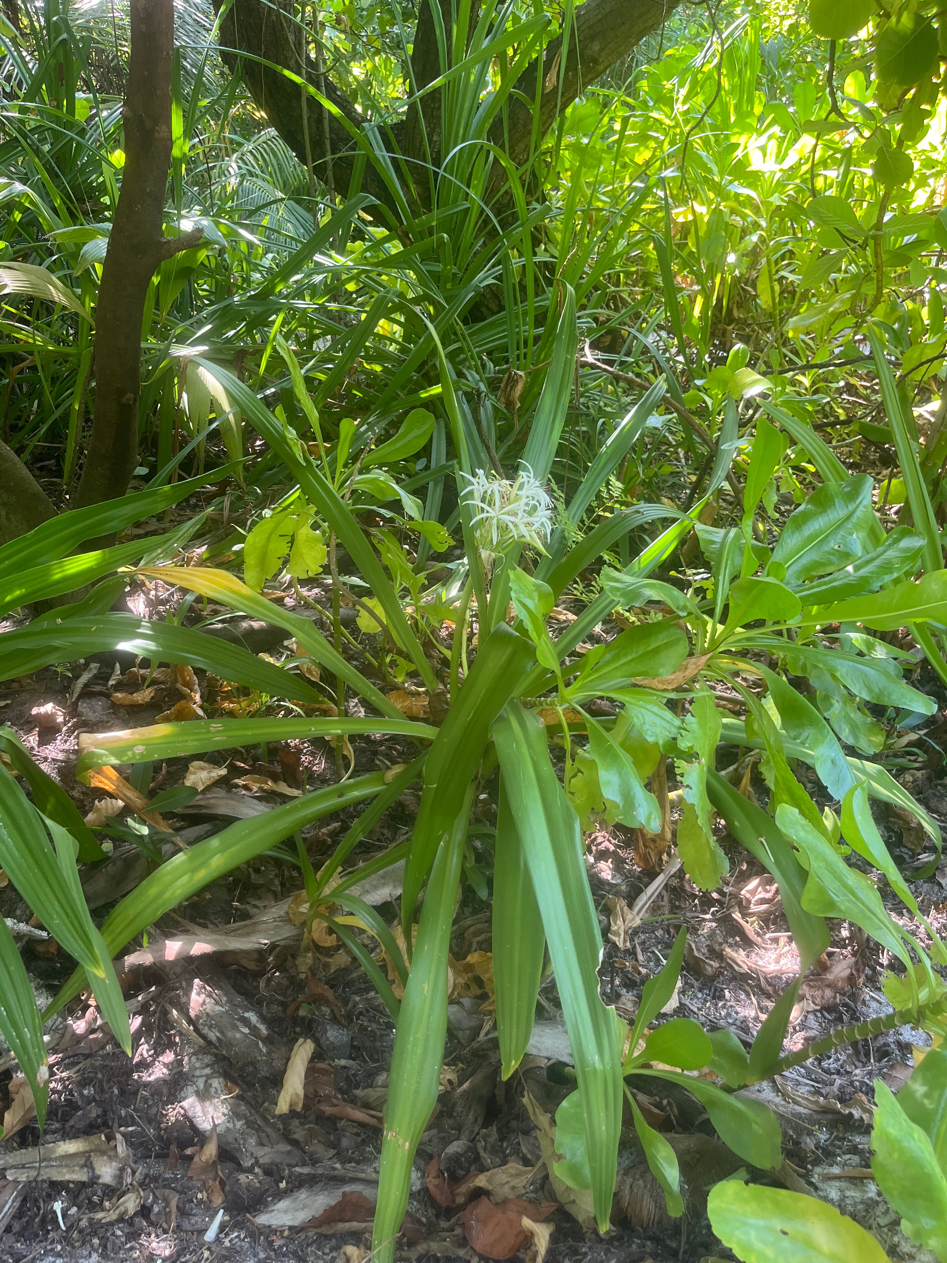 柯可棕榈杜妮科酒店-官方