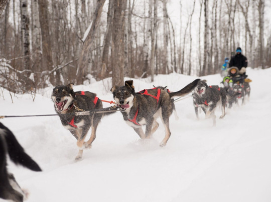 Campbell's Racing Sled Dogs-Melfort必去景点