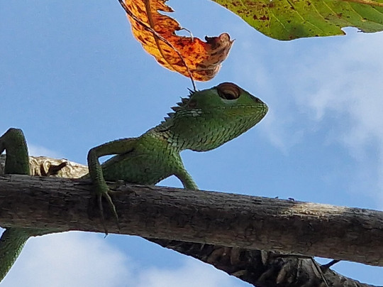 Lucky Boat Safari-班托塔必去景点