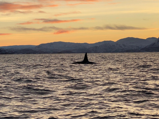 Explore 70 Degrees-Skjervoy必去景点