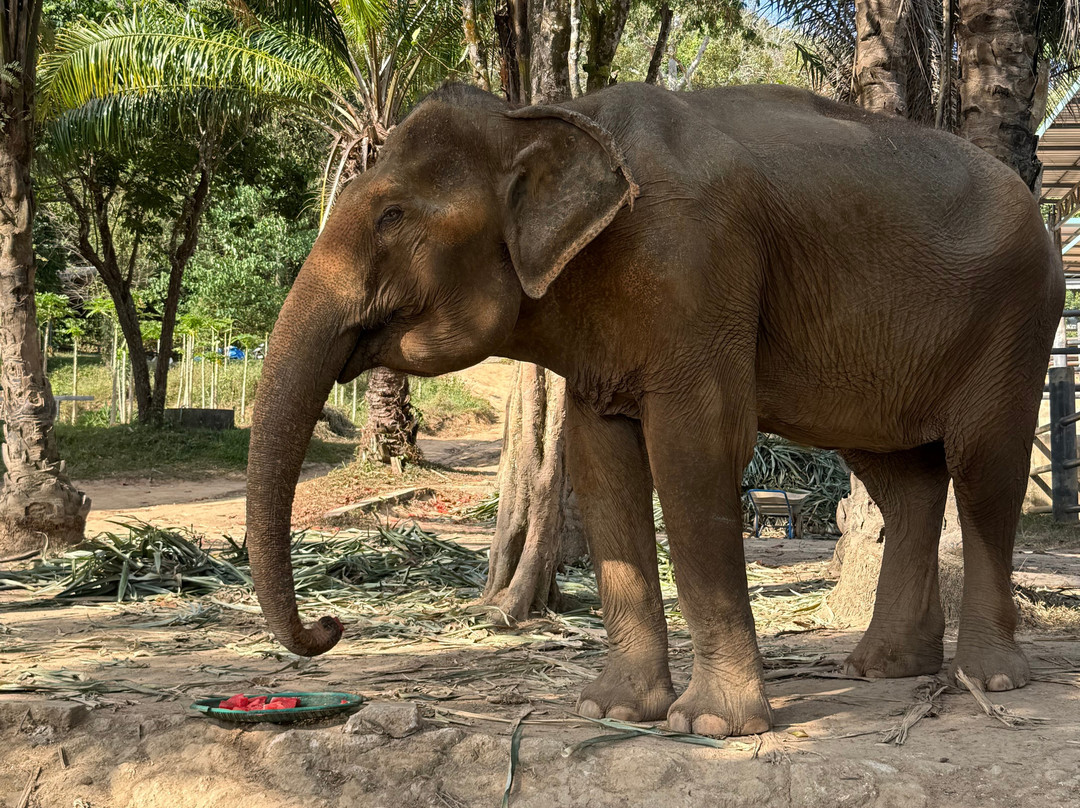 Phuket Elephant Nature Reserve-他朗必去景点