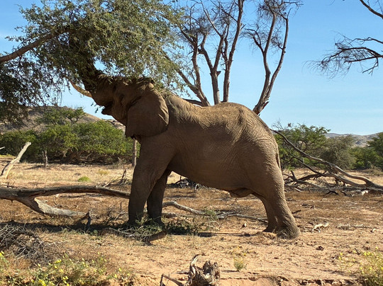 Twyfelfontein Elephant Drives-Palmwag必去景点