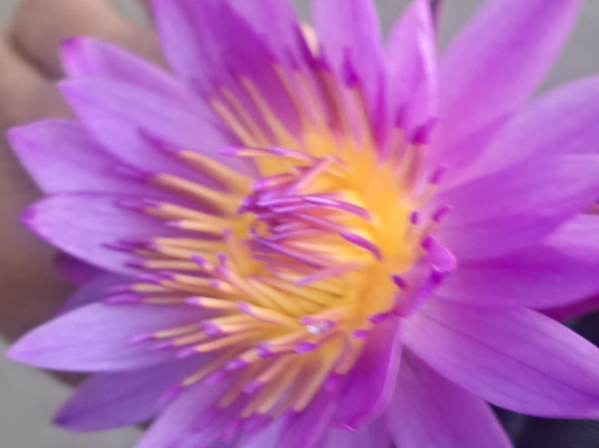 SS Lanka Tours-凯拉尼亚必去景点