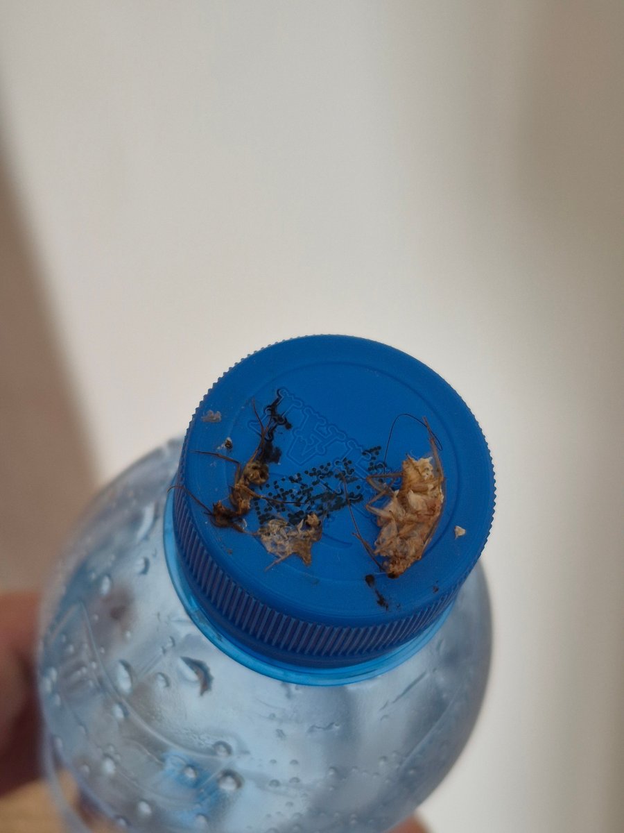 Le Mersenne Zanzibar, Autograph Collection-客卧